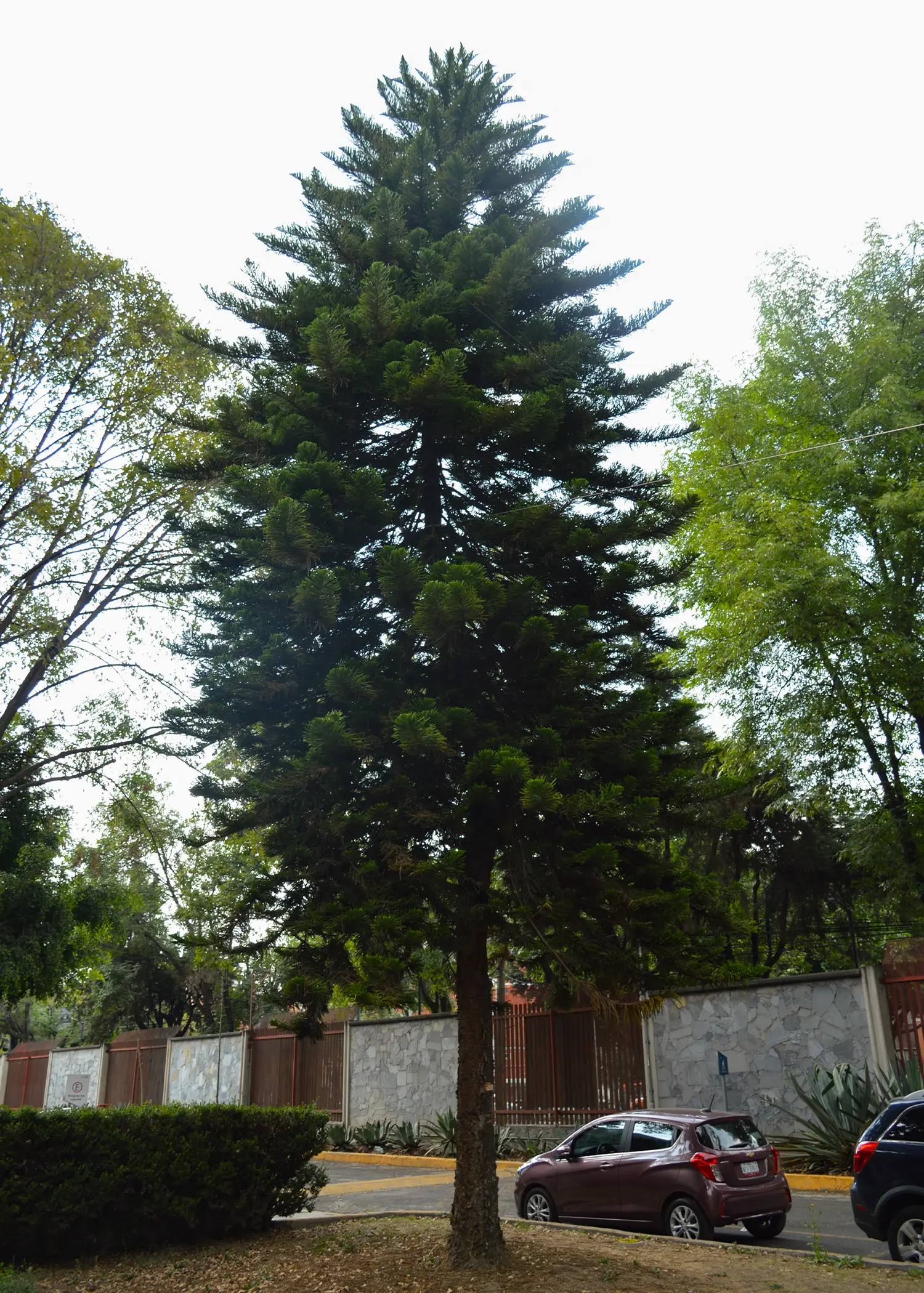 Araucaria heterophylla