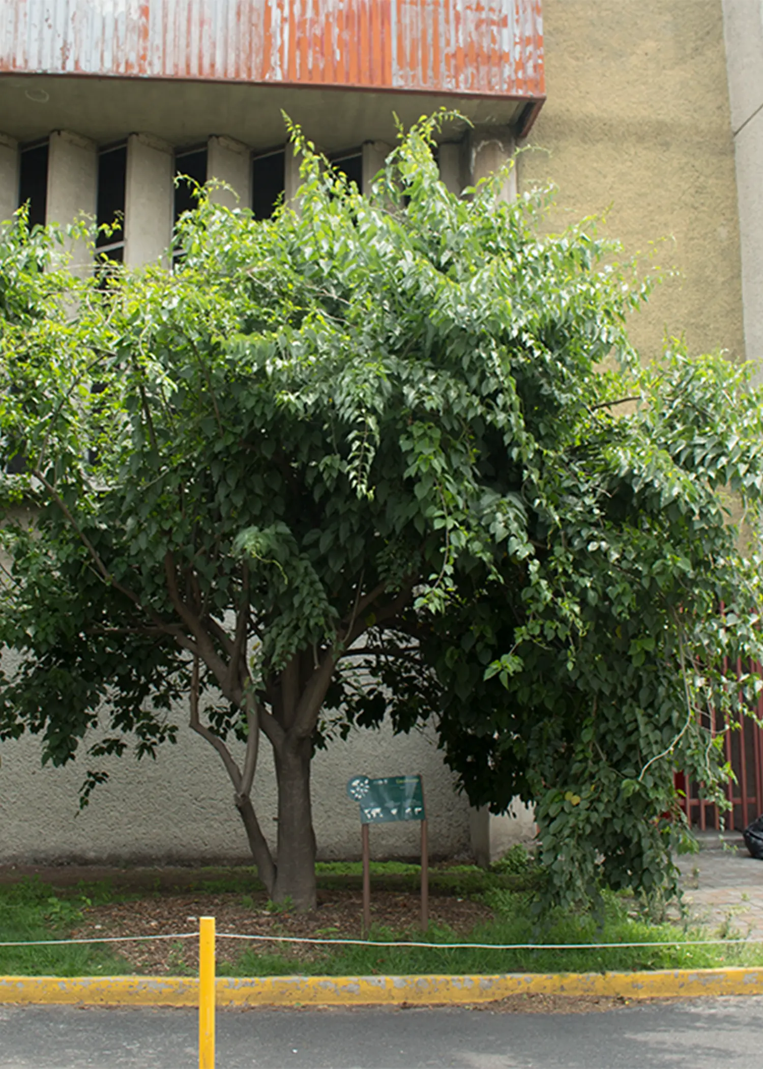 Ipomoea murucoides