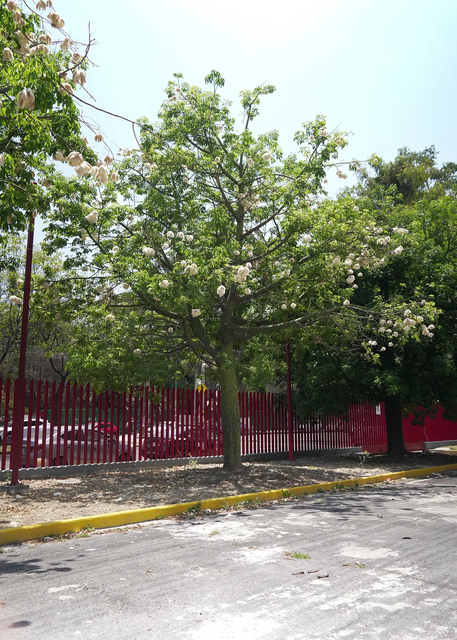 Ceiba speciosa