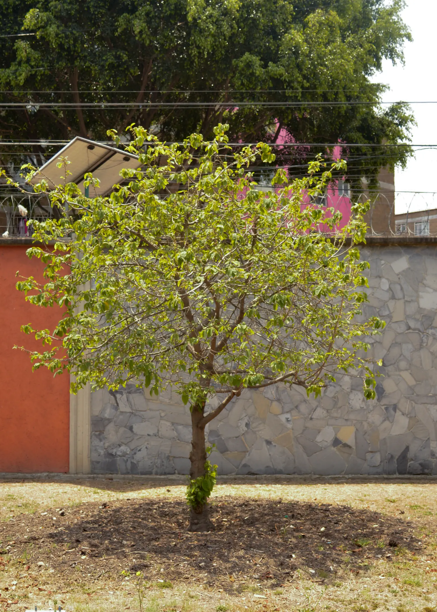 Annona cherimola