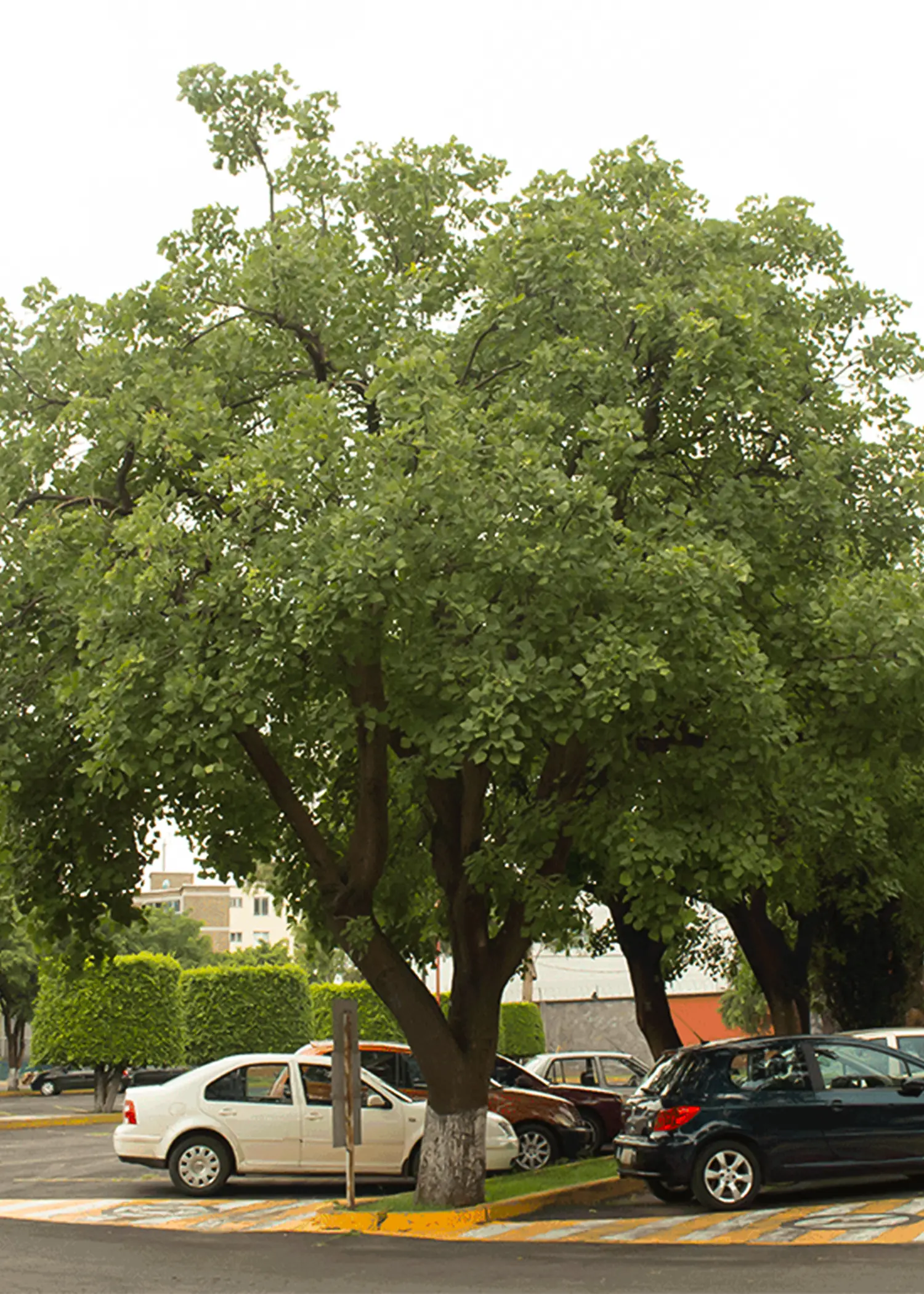 Erythrina coralloides