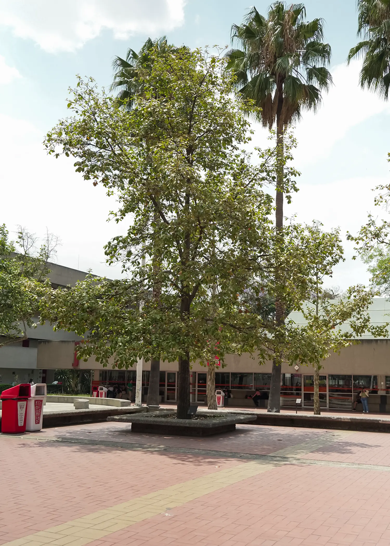 Quercus urbanii