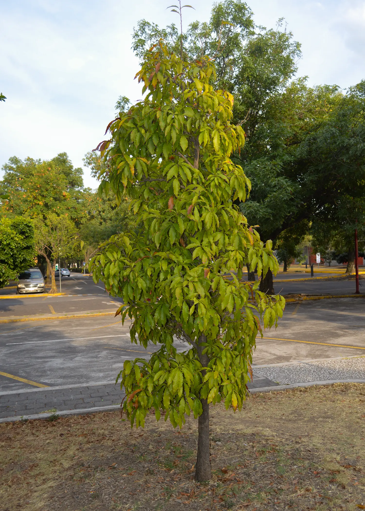 Quercus purulhana