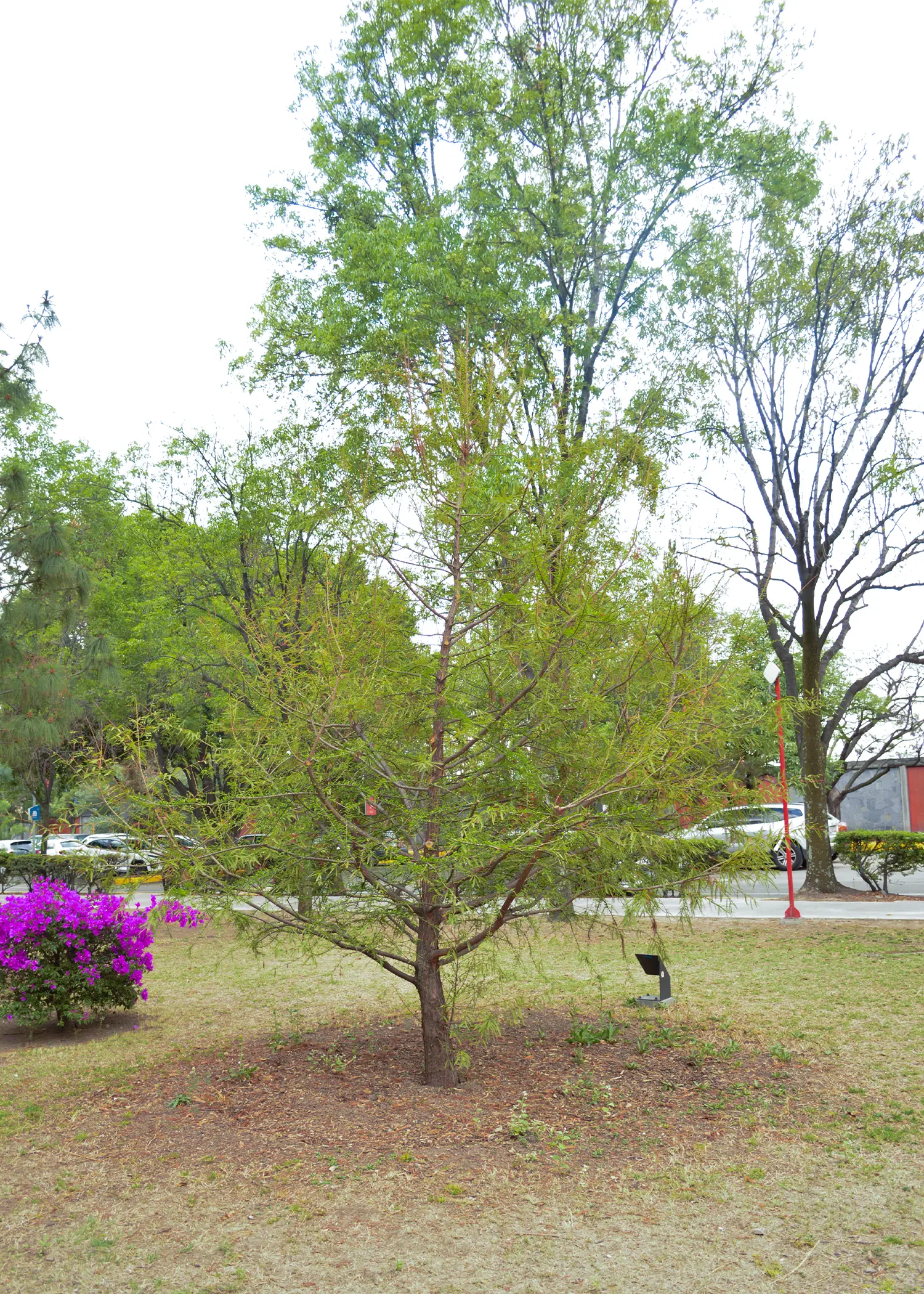 Taxodium mucronatum