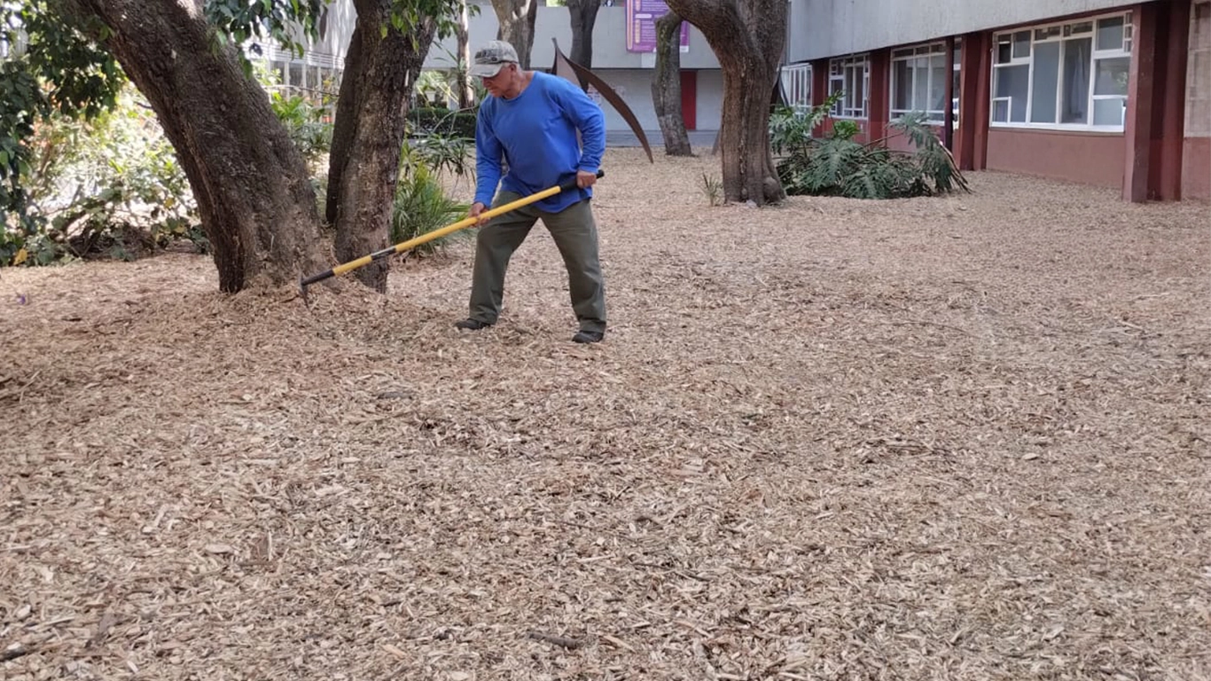 Reforestación en campus