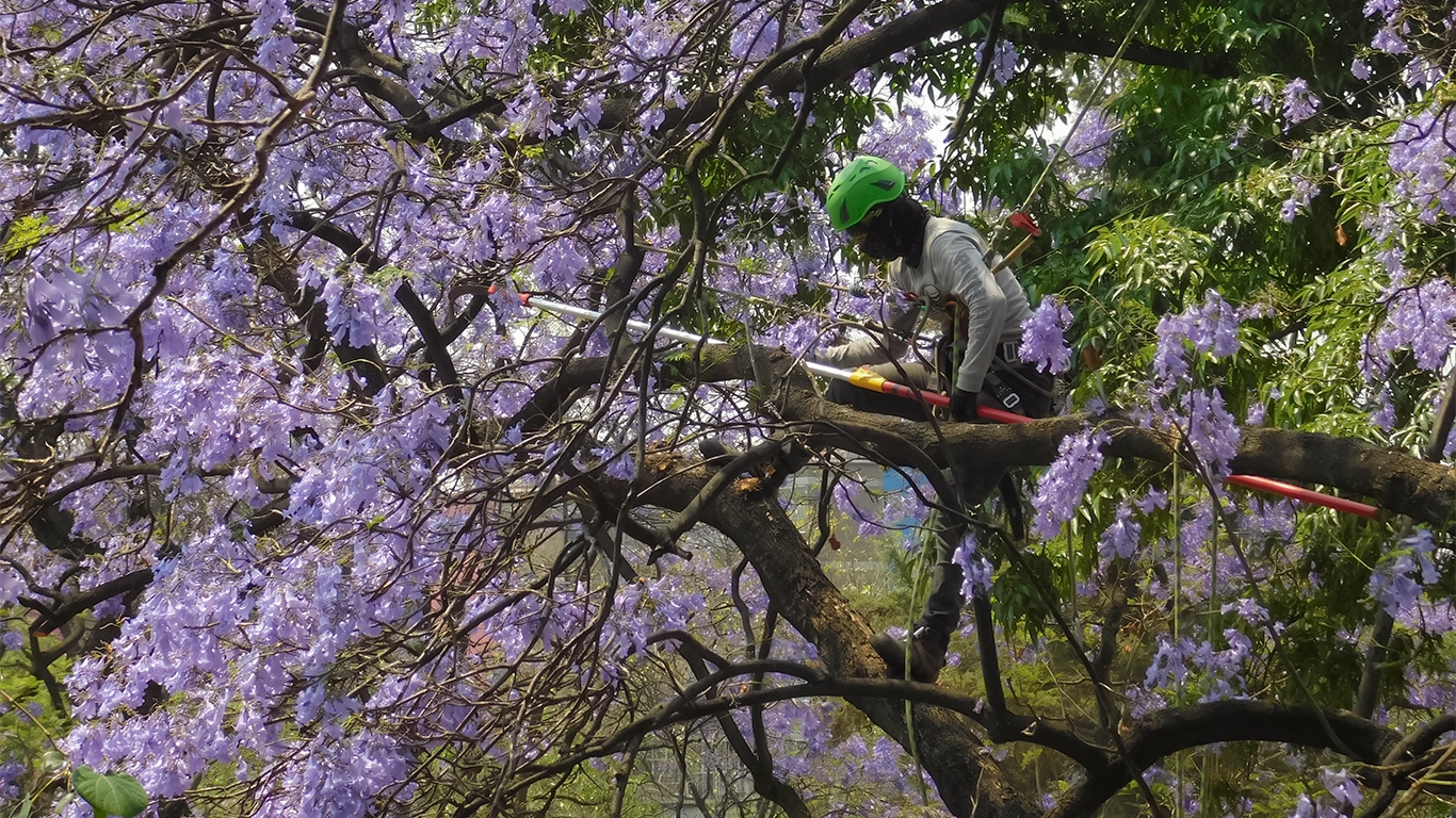 Poda de árboles en campus